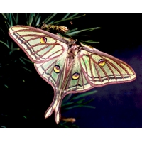 Spanish Moon Moth G isabellae eggs